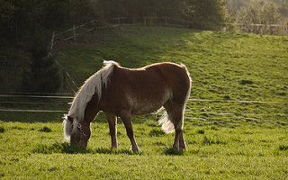 grazing horse blog post